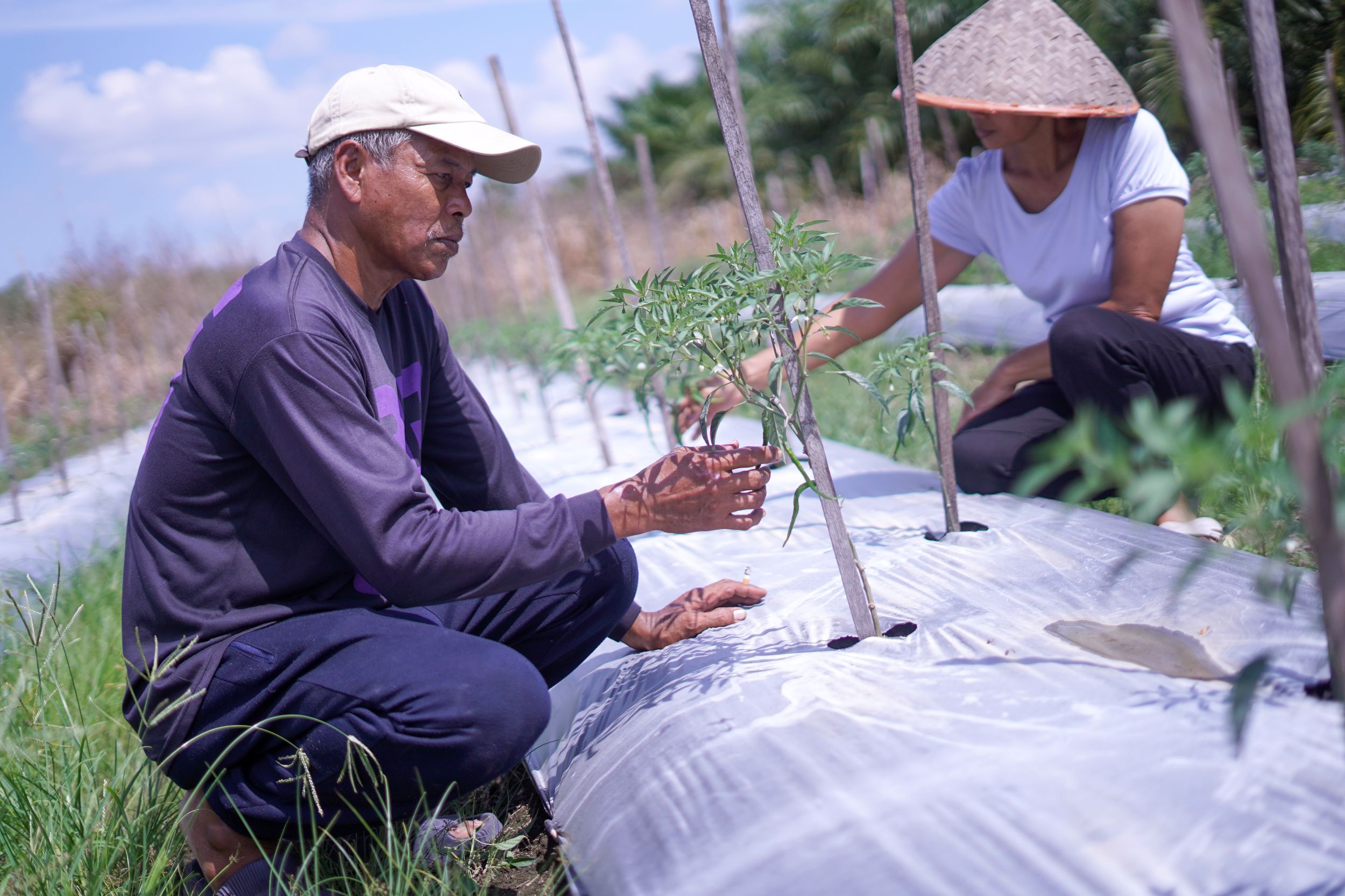 CIPS Nilai Kenaikan NTP Belum Cerminkan Kesejahteraan Petani